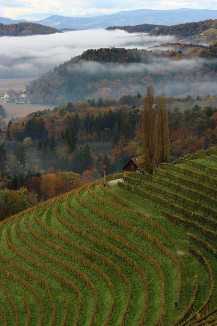 Botti di rovere nella barricaia della cantina
