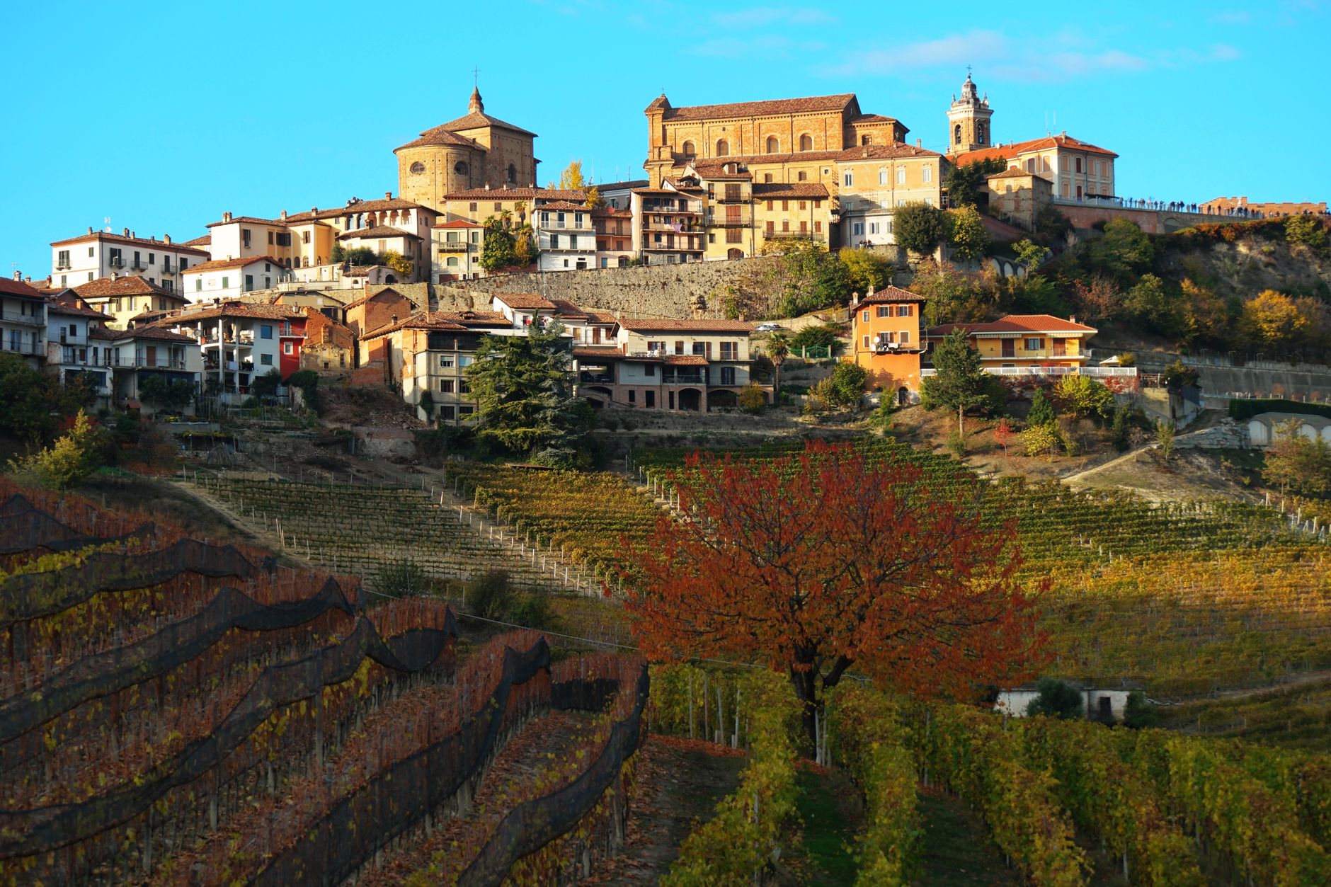 Vigneto